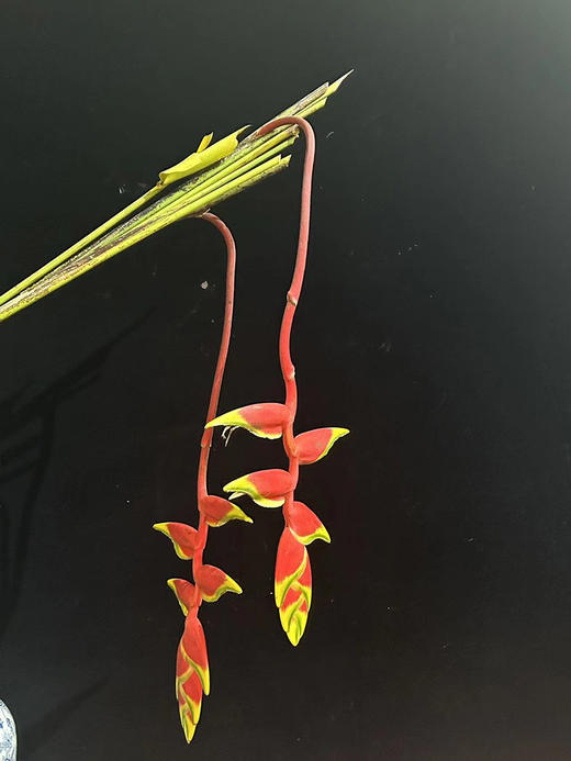 红色吊鸟鲜切花2支 商品图2