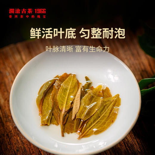 澜沧古茶2022年景迈春香大饼普洱茶生茶云南茶叶生普春茶 商品图4