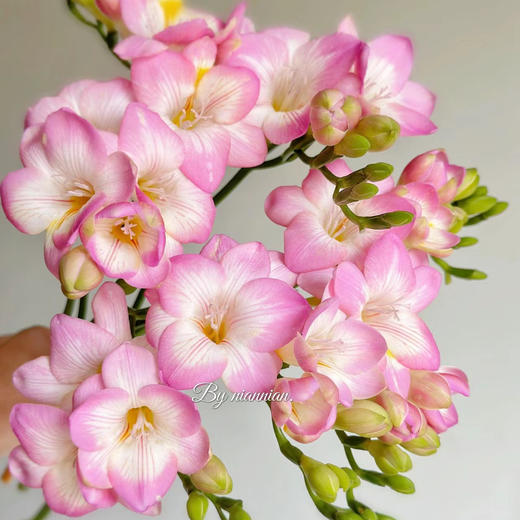 香雪兰丨粉色丨草花 商品图3