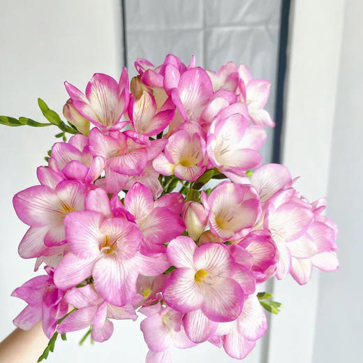 香雪兰丨粉色丨草花 商品图2