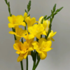 香雪兰丨黄色丨草花 商品缩略图0