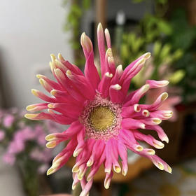 非洲菊.米兰（粉色卷）