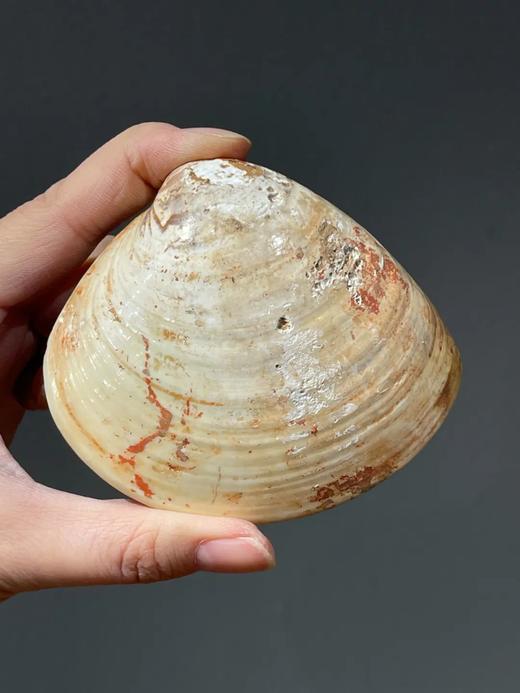 贝壳彩绘仕女图盖盒，顺丰包邮 商品图6