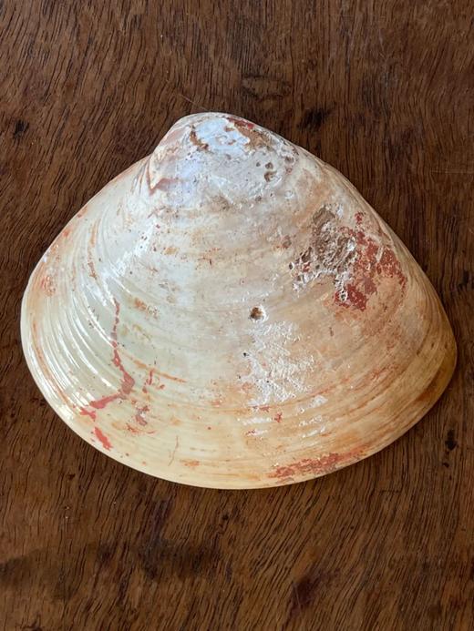 贝壳彩绘仕女图盖盒，顺丰包邮 商品图8