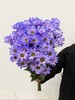 小菊 | 染色小菊蓝紫色 商品缩略图0
