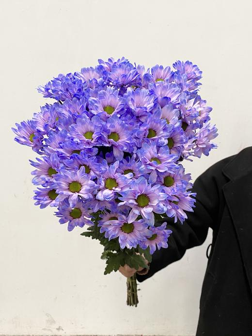 小菊 | 染色小菊蓝紫色 商品图0