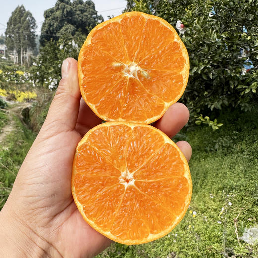 四川明日见柑橘，甜度高，口感很哇塞，柑橘界的新品，没吃过的朋友一定要试试 商品图1