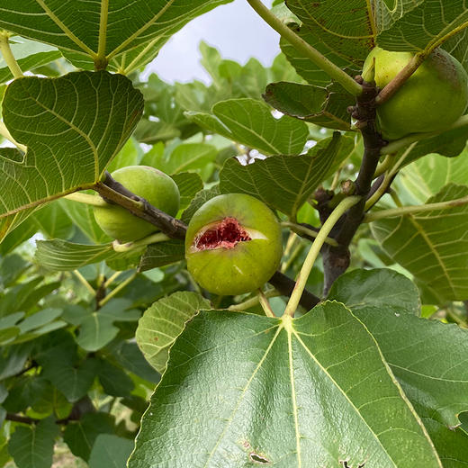 山东泰安无花果干 商品图3