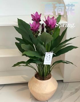 姜荷花盆栽（每盆形态不同，介意慎拍）