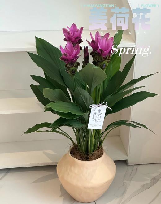 姜荷花盆栽（每盆形态不同，介意慎拍） 商品图0