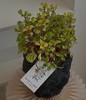 钱多多盆栽（每盆形态不同，介意慎拍） 商品缩略图1