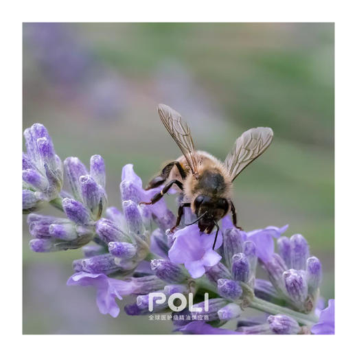 西班牙进口有机穗花薰衣草精油单方精油原料批发颇黎植物精油香薰 商品图1