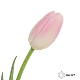 国产郁金香 | 王朝