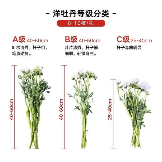 洋牡丹 花边粉色 商品图1