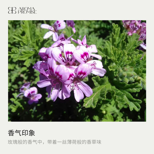 女生节限定 职场女王升级版礼盒装 波旁天竺葵精油＋白兰花精油＋木纹香薰机 商品图1