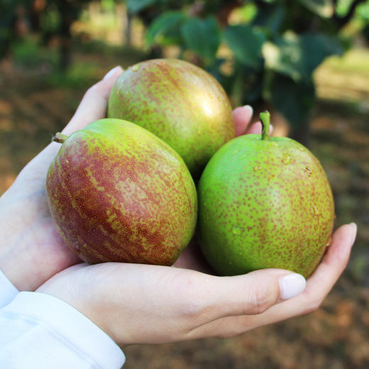 【鲜摘鲜发！库尔勒香梨】严选鲜果，口感细腻，汁水充沛水果梨子-觅食坊 商品图0