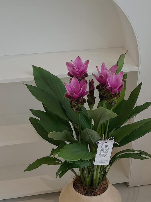 姜荷花盆栽（每盆形态不同，介意慎拍） 商品图2