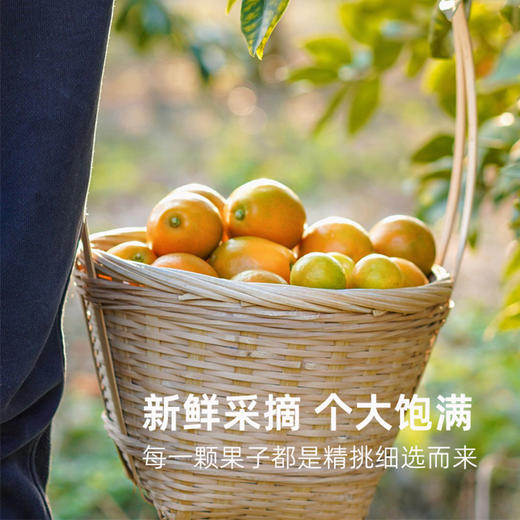 冰雪脆蜜晶柑24枚-5A（38-48g）| 精品水果礼盒 商品图3