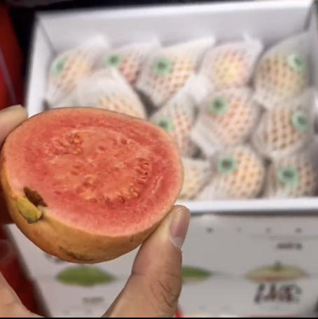 红心芭乐（8.8/单颗） 商品图0