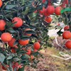 四川宜宾 小产区 血橙 商品缩略图4