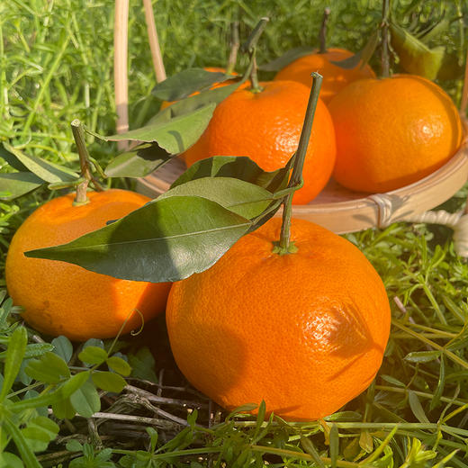 优选|四川明日见柑橘    柑香浓郁  甜美多汁   细嫩化渣   4.5斤/7.5斤 商品图4