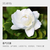 女生节限定 栀子花公主礼盒装 栀子花精油＋葡萄籽油 ＋木纹香薰机 商品缩略图1