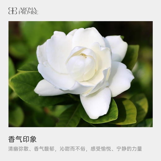 女生节限定 栀子花公主礼盒装 栀子花精油＋葡萄籽油 ＋木纹香薰机 商品图1