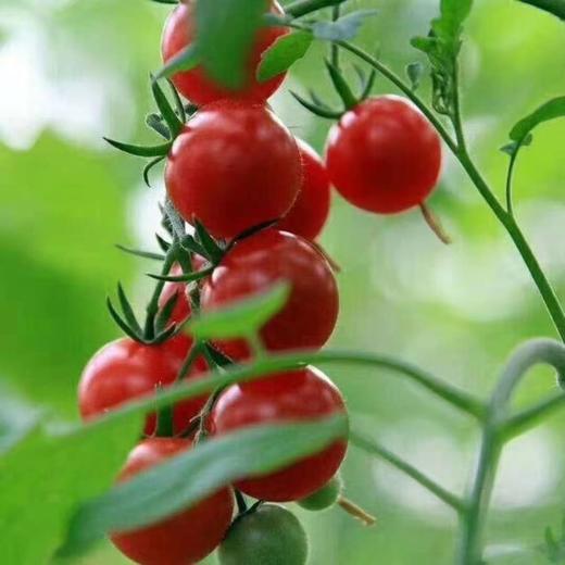 攀枝花露天小番茄 阳光千禧小番茄圣女果产地现摘现发彩箱装 顺丰包邮 商品图3