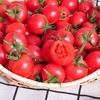 攀枝花露天小番茄 阳光千禧小番茄圣女果产地现摘现发彩箱装 顺丰包邮 商品缩略图0