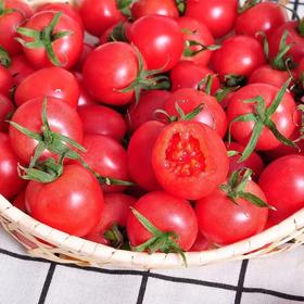 攀枝花露天小番茄 阳光千禧小番茄圣女果产地现摘现发彩箱装 顺丰包邮