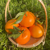 优选|四川明日见柑橘    柑香浓郁  甜美多汁   细嫩化渣   4.5斤/7.5斤 商品缩略图6
