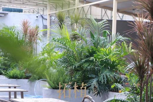 绿植造景（广佛市区） 商品图2