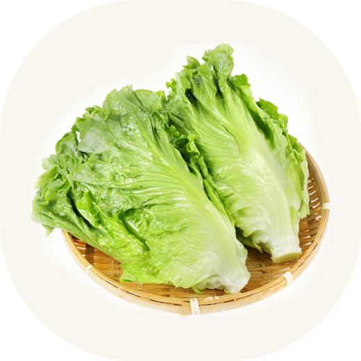 有机生菜 商品图0