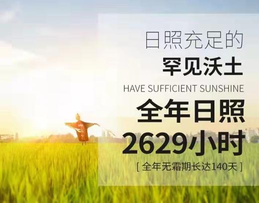 HEB稻花香大米5斤/袋/2袋 商品图9