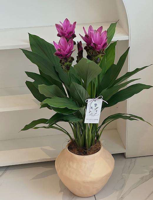 姜荷花盆栽（每盆形态不同，介意慎拍） 商品图1