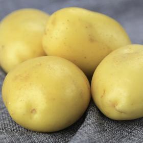 【果实饱满 肉质肥厚！黄皮土豆】自然成熟、农家肥培 育、品质可靠、安全 放心 产地直销土豆