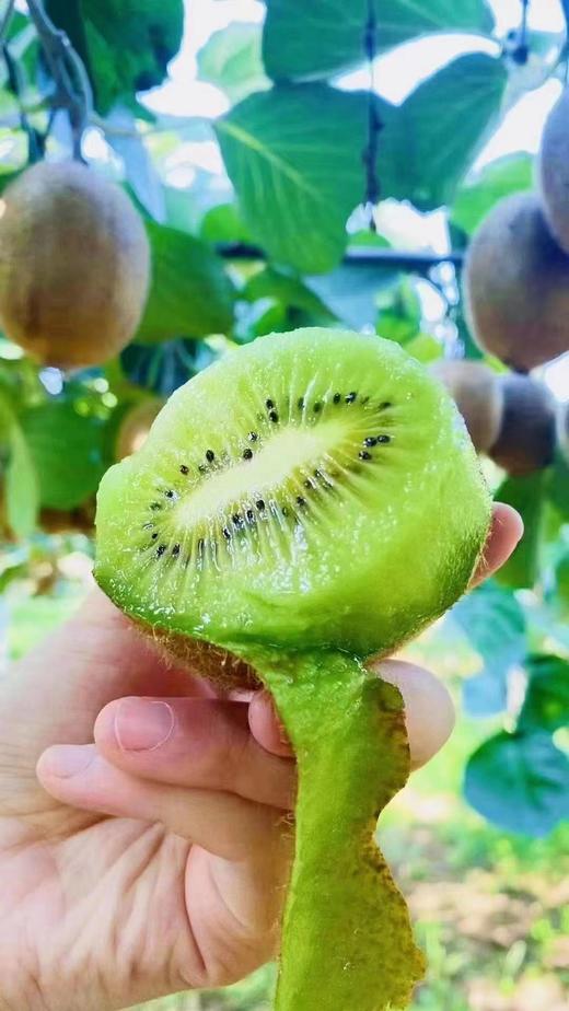 晚采徐香-徐香猕猴桃 清甜软糯 商品图0