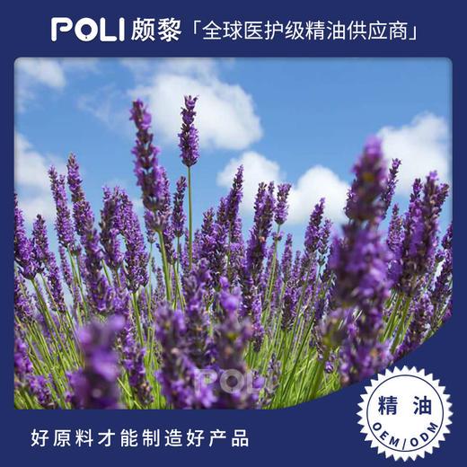 西班牙进口穗花薰衣草精油 天然薰衣草精油香薰 单方精油原料批发 商品图0