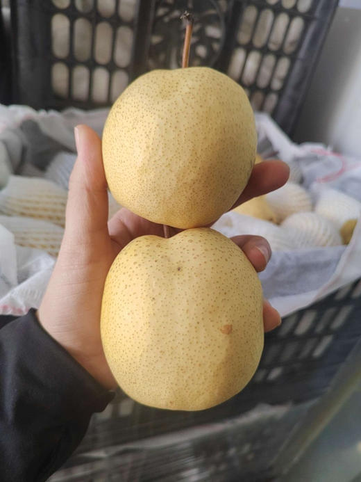 补水润肺第一果的同川酥梨
普通的梨含汁量在71%，而酥梨足足有85%以上，可以说除了皮，果肉里面都是水。相当于您每咬一口，就喝了一口梨汁！5斤/袋 商品图2