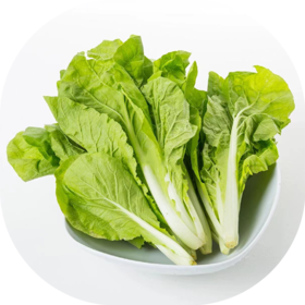 有机小白菜