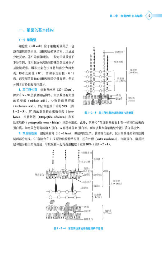 病原微生物与免疫学 高等职业教育本科药学类专业规划教材 供药学 药物制剂 护理 食品类等专业 中国医药科技出版社9787521443530  商品图4