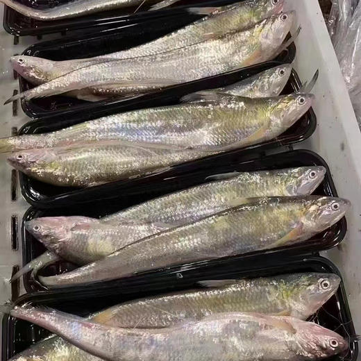 刀鱼馄饨（一盒12个） 商品图5