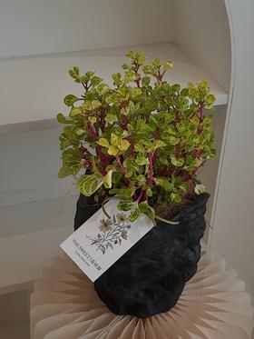 钱多多盆栽（每盆形态不同，介意慎拍）