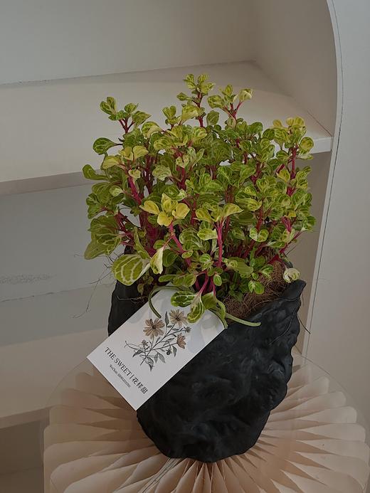 钱多多盆栽（每盆形态不同，介意慎拍） 商品图0