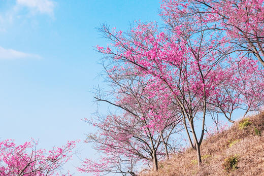 3月13日 【深圳】樱瓣纷飞，天城寻梦：醉樱亭与天空之城的浪漫寻觅1天 商品图3