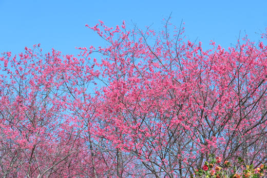 3月13日 【深圳】樱瓣纷飞，天城寻梦：醉樱亭与天空之城的浪漫寻觅1天 商品图4