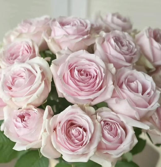 国产玫瑰-【粉雪山】 商品图0