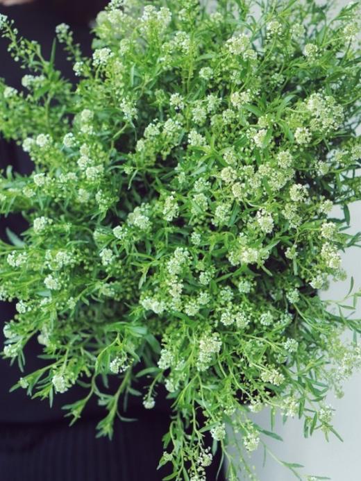 绿玲草 10支/扎 以实物为准 云南基地发货（价格已包含包装费用） 运费以实际为准，多退少补。） 商品图1