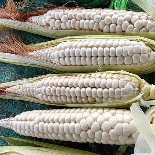 傣家拇指小糯玉米 1kg/2kg 商品图5
