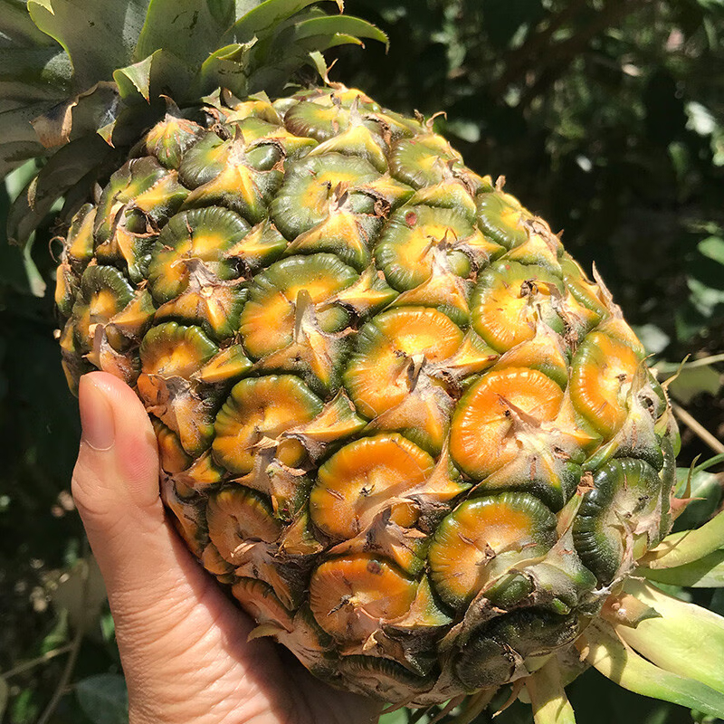 海南金钻凤梨 单果1.2-2斤以上 当季新鲜海南热带水果手撕菠萝